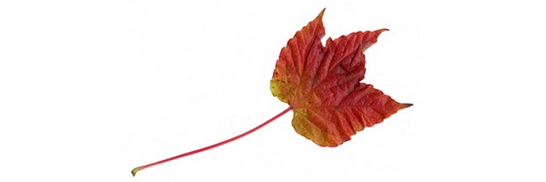 Le macérat de bourgeons de Vigne vierge